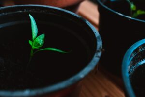 Photo "What does it mean to have a growth mindset and how can you cultivate it?"