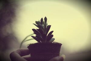 Photo "Guide to Creating a Personal Emotional Growth Plan"