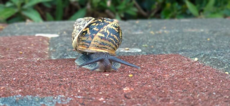 20 de animale care au abilitati incredibile despre care nu stiai