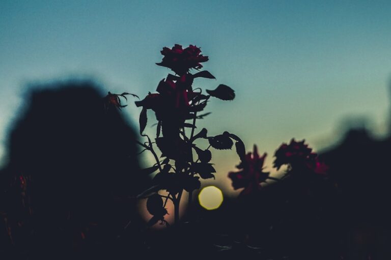 Citate despre relația cu tine însuți și cum să o îngrijești