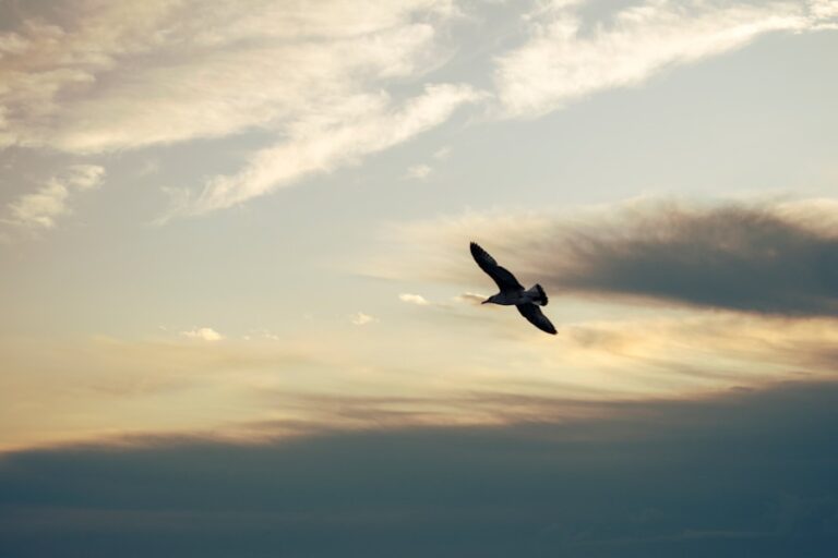 Ce inseamna cand visezi ca zbori si cum se leaga acest vis de libertatea interioara