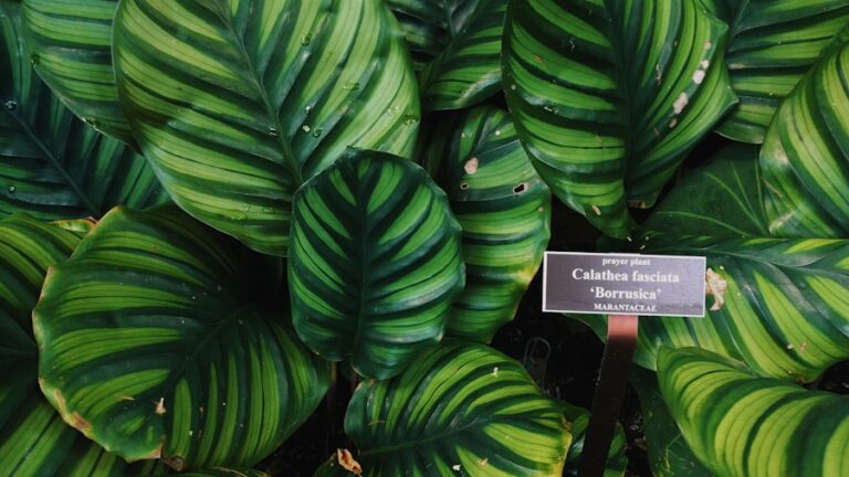 15 lucruri despre plante pe care nu le-ai invatat la scoala