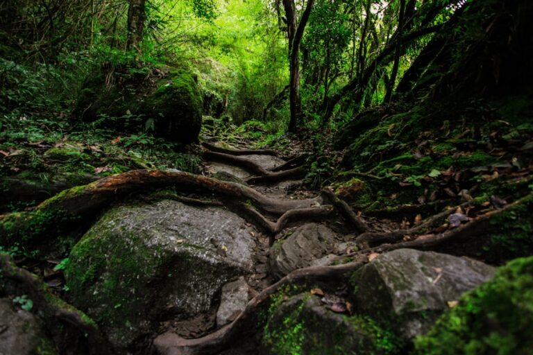 Ce inseamna evolutia autentica si de ce nu este un drum liniar