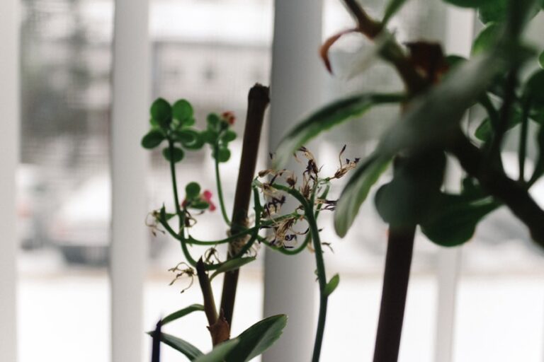 Ce este „inteligenta plantelor” si cum comunica acestea intre ele