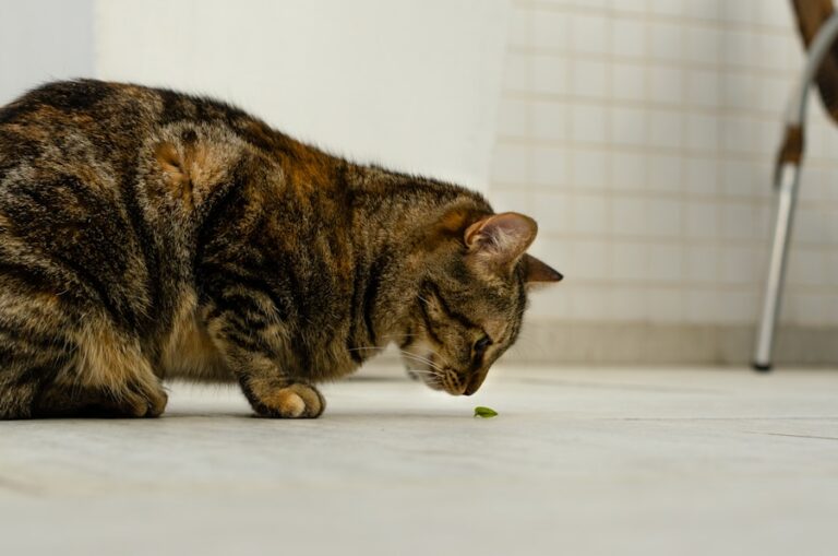 De ce se sperie pisicile de castraveti – explicatii comportamentale amuzante