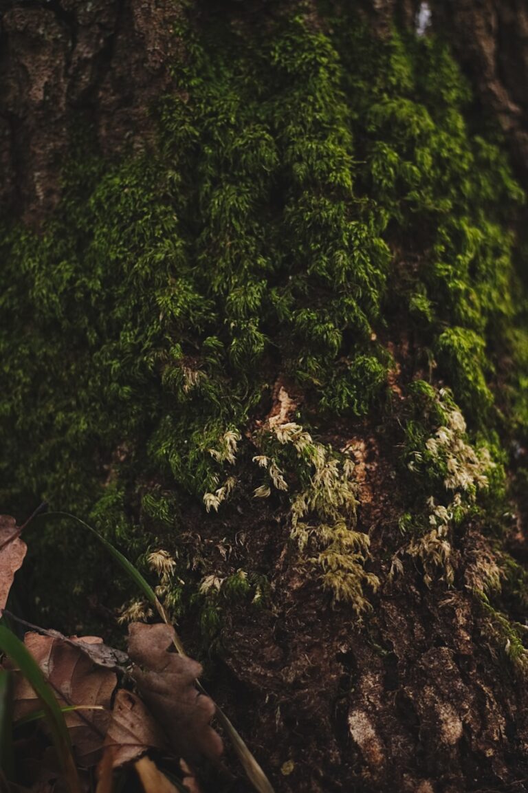 Ghid pentru reducerea anxietatii prin tehnici naturale si sustenabile