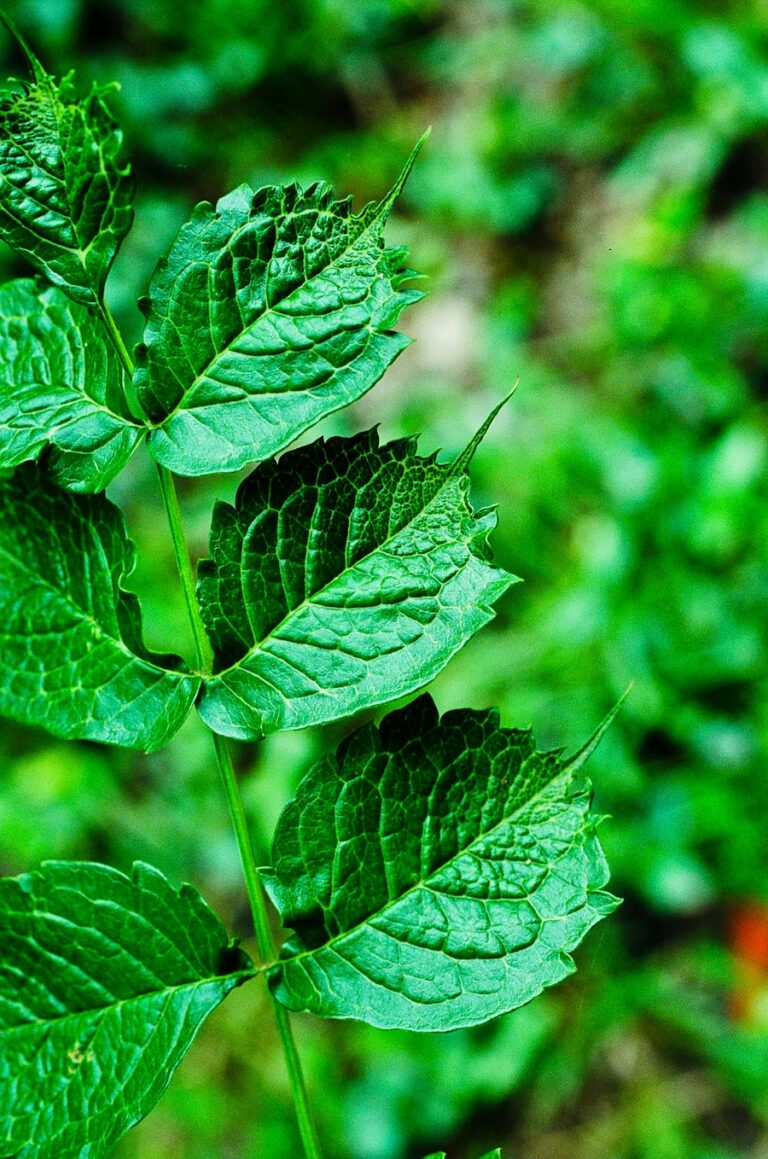 Cele mai eficiente plante medicinale pentru sustinerea imunitatii