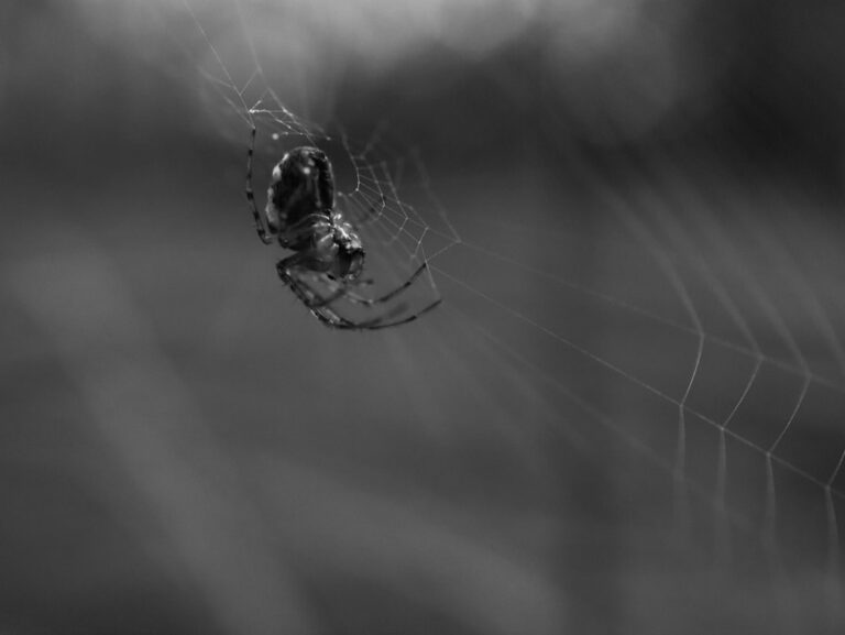 Ce înseamnă să visezi păianjeni