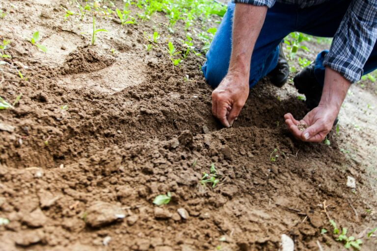 ALDEMO – soluții moderne pentru agricultură durabilă și culturi productive